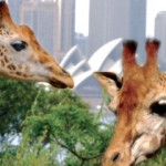 Taronga Zoo VIP Aussie Gold