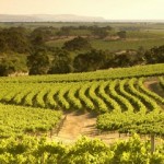 Yarra Valley Wine Experience