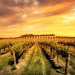 Hunter Valley Wineries With Gourmet Lunch