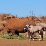 Full Day Rhino and Lion Park Tour